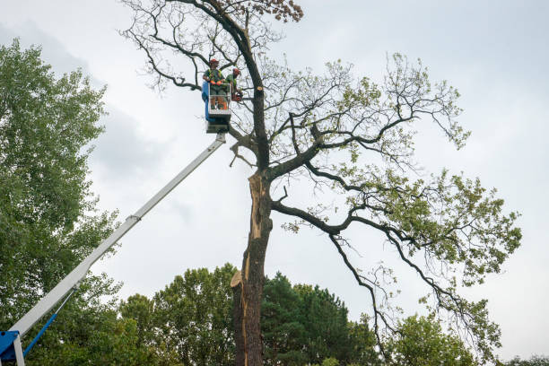 Best Tree Maintenance Programs  in Hoback, WY